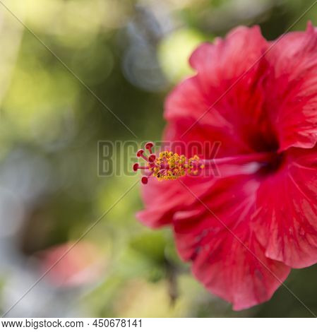 Hibiscus Is A Genus Of Flowering Plants In The Mallow Family, Malvaceae. The Genus Is Quite Large, C