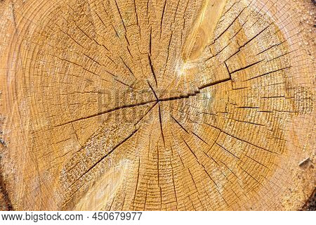 Cross Section Of A Log With Cracks, Annual Rings Used For Dendrochronology And Determining The Clima