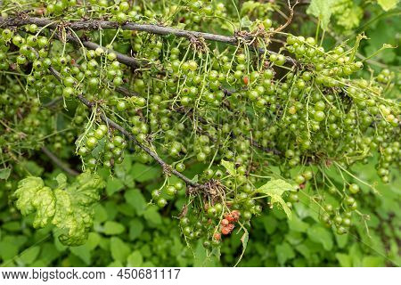 Diseases And Pests Of Berry Bushes. Gall Aphid On Currants. Damaged Leaves On A Red Currant