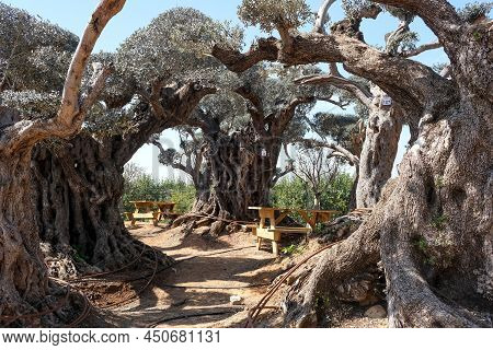 Old Bizarre Olive Trees In The Zimrat Moshav In Southern Israel
