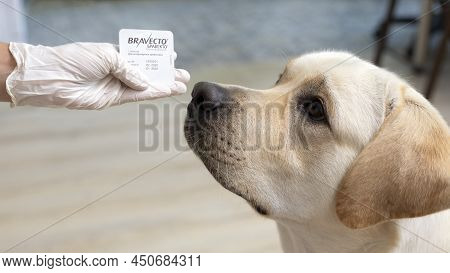 Woman Doctor Offering Bravecto Chewable Tick, Flea Tablet To Dog. Veterinary Medicine, Pet And Anima