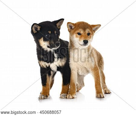 Shiba Inus In Front Of White Background