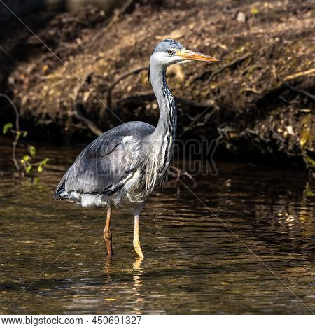 Grey Heron, Ardea Cinerea, A Massive Gray Bird Wading Through A Flat Lake Searching For Fish, With F