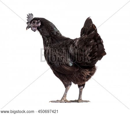 Back view of a Ayam Cemani hen looking back, isolated on white