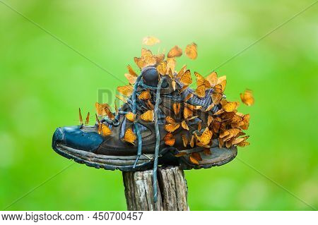 Close-up Swarms Of Small Leopard Butterflies Feeds On Hiking Shoe On Summer Morning, Blurred Natural