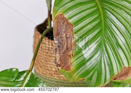 Houseplant Leaf With Dry Brown And Yellow Leaf Spots