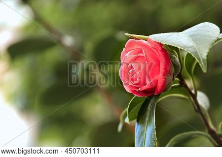Close-up Of Camellia Flower On Green Background
