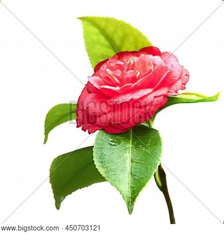 Close-up Of A Camellia Flower On A White Background