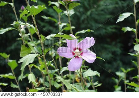 Erect Branches Of Hibiscus Syriacus With Pink Crimsoneyed Flower In Mid August