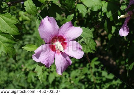 Five Petaled Pink Crimsoneyed Flower Of Hibiscus Syriacus In July
