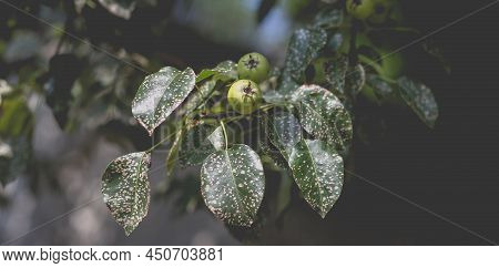Wild Pear With Infected Leaves. Disease On The Leaves Of A Pear. Septoria Pear - Small Gray Spots Wi