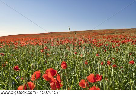 Green And Red Beautiful Poppy Flower Field Background