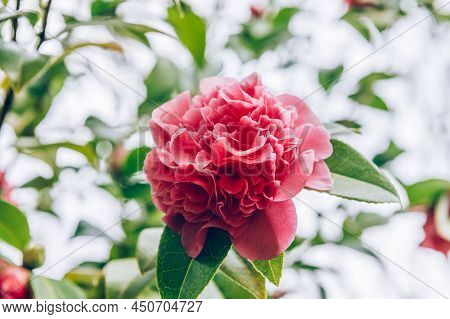 Beautiful Pink Evergreen Camellia Tree With Blooming Flowers During Springtime In English Garden, Uk