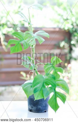 Mini Monstera, Monstera Deliciosa Liebm Or Philodendron Ginny Or Rhaphidophora Terrasperma Or Moster
