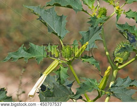 Jimson Weed Plant With White Flower And Pods, Datura Stramonium