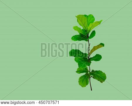 Terminalia Catappa Isolated With Clipping Path On Green Background