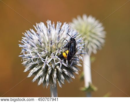 Globe Thistle With Scolia Hirta Wasp On It, Echinops Sphaerocephalus