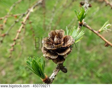 Close-up Shot Of The Cone Of The Kurile Larch (larix Gmelini Var. Japonica). The Specific Variety Of