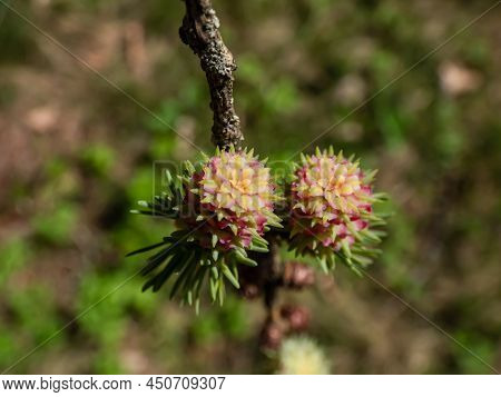 Close-up Shot Of The Pink Young Female Cones Of The Japanese Larch (larix Kaempferi) Appearing In Ea