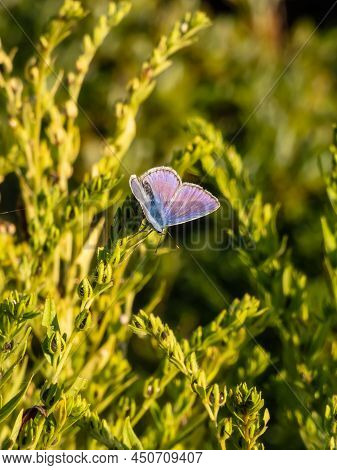 Close-up Of The Adult Common Blue Butterfly Or European Common Blue (polyommatus Icarus) Sitting On 
