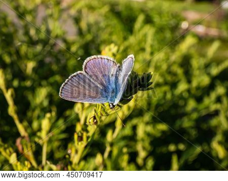 Close-up Of The Adult Common Blue Butterfly Or European Common Blue (polyommatus Icarus) Sitting On 