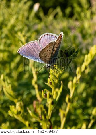 Close-up Of The Adult Common Blue Butterfly Or European Common Blue (polyommatus Icarus) With Visibl