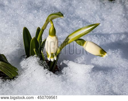 The Spring Snowflakes - Leucojum Vernum - Single White Flowers With Greenish Marks Near The Tip Of T