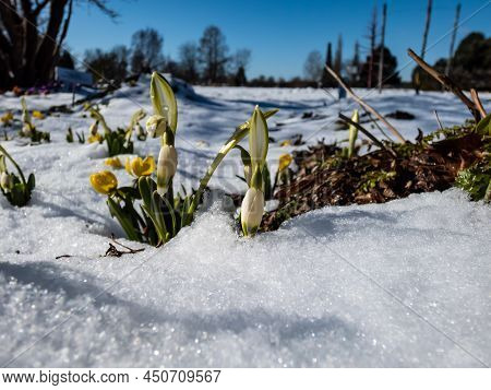 The Spring Snowflakes - Leucojum Vernum - Single White Flowers With Greenish Marks Near The Tip Of T