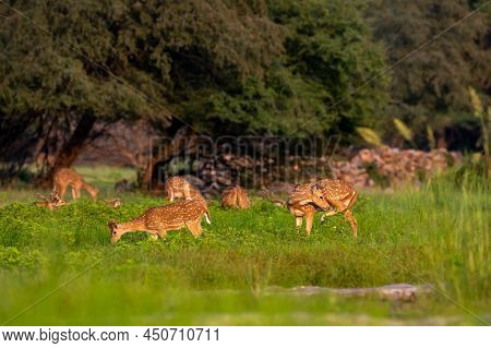 Spotted Deer Or Chital Or Axis Deer Herd Or Family In Wild Natural Green Scenic Background In Monsoo