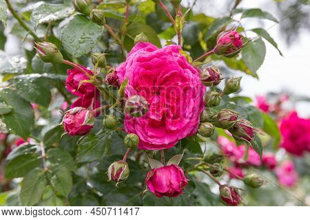 Bright Pink Climbing Rose In The Garden, Laguna Rose