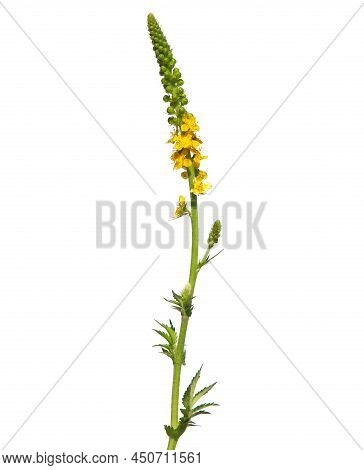 Yellow Flower Of Agrimony Isolated On White, Agrimonia Eupatoria