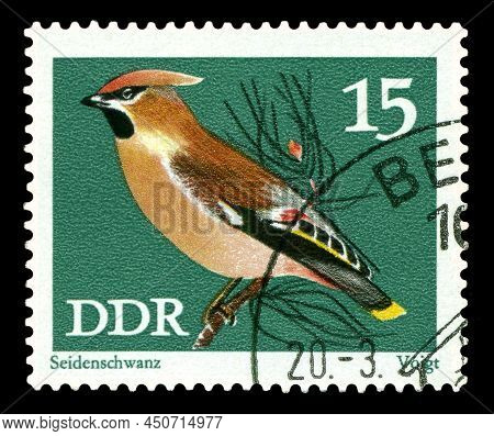 Stavropol, Russia - March 10 2022: A Stamp Printed By Germany Shows  Bird  Waxwing (waxwing),  Circa