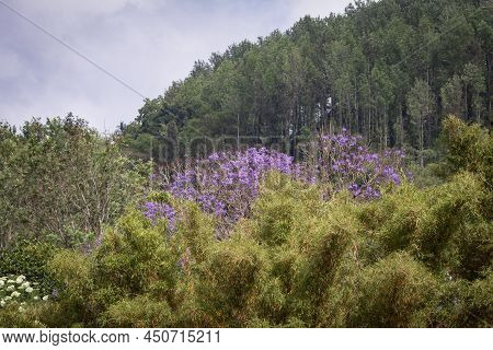 Beautiful View Of The Landscape Along The Shevaroy Hills, Yercaud, India
