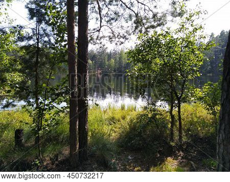On The Shore Of A Forest Lake. Several Trees Grow On The Shore Of A Forest Lake. Trees Of Different 