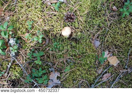 A Strange White Mushroom Has Grown Among The Moss And Branches. Forest. Summer Day. A Strange Mushro