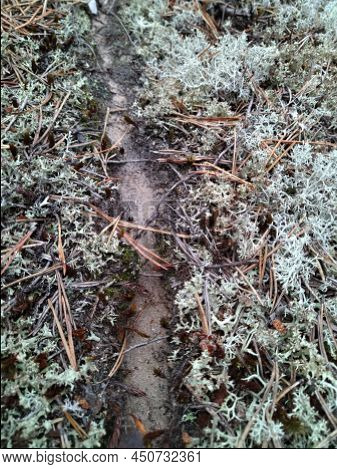 Ant Trail In The Forest Among The Moss. Forest. Summer Day. A Sandy Ant Trail Is Visible On The Grou