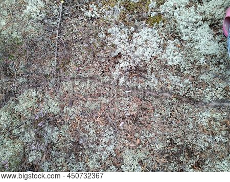 Ant Trail In The Forest Among The Moss. Forest. Summer Day. A Sandy Ant Trail Is Visible On The Grou