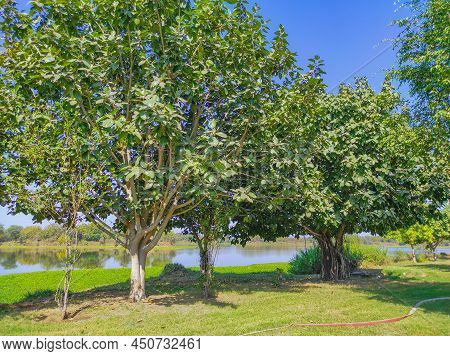 Indian Common Name: Banyan Tree,vat ( Bad ) Vruksh, Bargad Tree, Vad Zad, Ficus Bengalensis, Barh