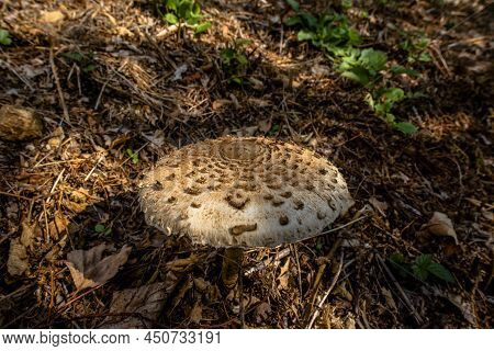 2021 10 23 Poleo Brown Mushroom 1