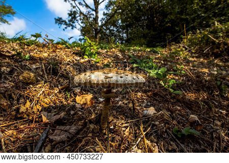2021 10 23 Poleo Brown Mushroom