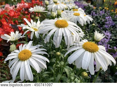 Beautiful Spring Flowering Leucanthemum Or Oxeye Daisy, Dog Daisy, Marguerite (lat. Leucanthemum Vul