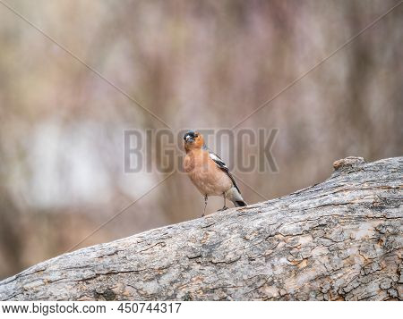 Common Chaffinch, Fringilla Coelebs, Sits On A Tree. Common Chaffinch In Wildlife.