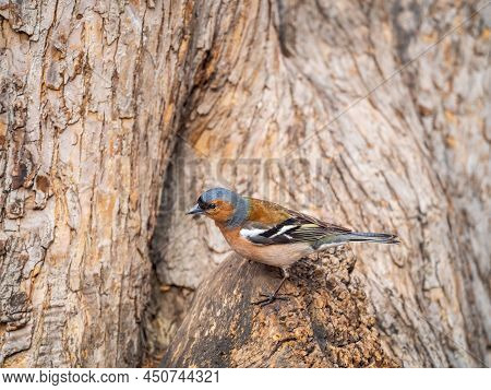 Common Chaffinch, Fringilla Coelebs, Sits On A Tree. Common Chaffinch In Wildlife.