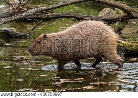 The Capybara, Hydrochoerus Hydrochaeris Is A Mammal Native To South America. It Is The Largest Livin