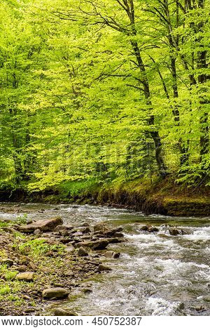Stream Flows Near The Trees. Nature Background