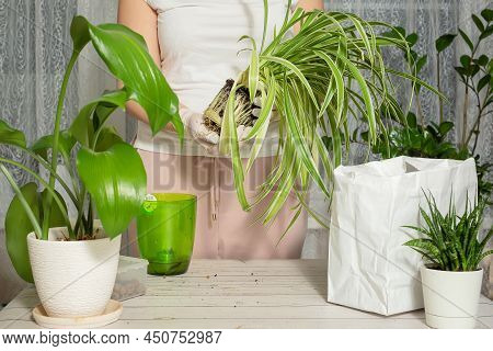 Chlorophytum Transplantation At Home. Tools For Ambulance, Soil And Pot Planning. The Process Of Chl