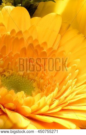 Closeup Of The Hart Of A Yellow Marigold With Some Flower Petals