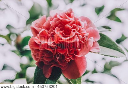 Beautiful Pink Evergreen Camellia Tree With Blooming Flowers During Springtime In English Garden, Uk