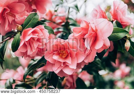 Beautiful Pink Evergreen Camellia Tree With Blooming Flowers During Springtime In English Garden, Uk