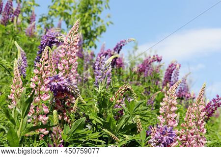 Lupine Flowers Blooming On A Spring Or Summer Meadow. Purple And Pink Wildflowers In Green Grass On 